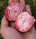 Les Légumes BIO