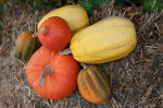 Courge Butternut Bio