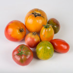 Tomates Anciennes Bio