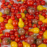 Tomates Cerise Bio